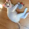DEAN ET GARETH À ADOPTER EN DUO OU SEUL SI DÉJÀ UN CHAT PRÉSENT CHEZ VOUS