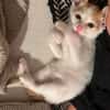DEAN ET GARETH À ADOPTER EN DUO OU SEUL SI DÉJÀ UN CHAT PRÉSENT CHEZ VOUS