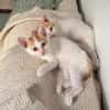 DEAN ET GARETH À ADOPTER EN DUO OU SEUL SI DÉJÀ UN CHAT PRÉSENT CHEZ VOUS
