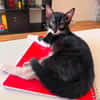 SHIRYU ADOPTABLE AVEC SA SOEUR SAORI OU SEUL SI VOUS AVEZ DÉJÀ UN CHAT PRÉSENT CHEZ VOUS