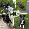 Milo