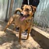 Pepe (Prometeusz)-Sensibler Hund sucht Menschen mit Geduld u