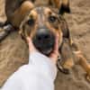 Pepe (Prometeusz)-Sensibler Hund sucht Menschen mit Geduld u