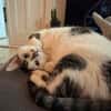Lotti