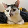 Lotti