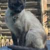 Yoki eine Bilderbuchkatze in Bayern
