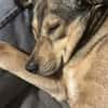 Mokka ist ein verschmuster Seelenhund!