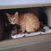 Sines -liebevolles Kitten