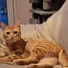 Sines -liebevolles Kitten
