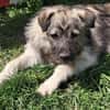 Pavel, kleiner Hundemann auf Suche