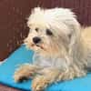 Prinzessin in 47877 Willich