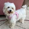 Prinzessin in 47877 Willich