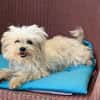 Prinzessin in 47877 Willich
