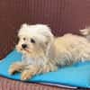 Prinzessin in 47877 Willich