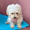 Prinzessin in 47877 Willich