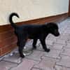 Velma, süßer Welpe sucht neues Zuhause
