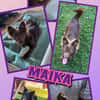kleine süße Maika auf PS in 92278