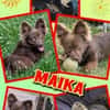 kleine süße Maika auf PS in 92278