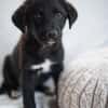 Daphne, freundlicher Welpe sucht neues Zuhause