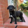 Daphne, freundlicher Welpe sucht neues Zuhause