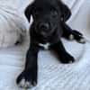 Daphne, freundlicher Welpe sucht neues Zuhause