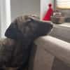 Arnie, nun Archie sucht neues Zuhause