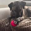 Arnie, nun Archie sucht neues Zuhause