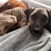 Arnie, nun Archie sucht neues Zuhause