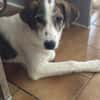 LILOU - pure Niedlichkeit sucht zu Hause