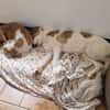 LILOU - pure Niedlichkeit sucht zu Hause