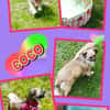 kleine süße Coco auf PS in 91353