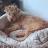 Elliot sucht Zuhause