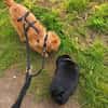 Elliot sucht Zuhause
