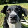 Kleiner ZIGGY wartet in Hattingen (Ruhr)!
