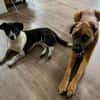 Kleiner ZIGGY wartet in Hattingen (Ruhr)!