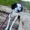 Nala W 8Monate sucht treue Begleitung