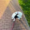 Nala W 8Monate sucht treue Begleitung