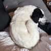 Nala W 8Monate sucht treue Begleitung