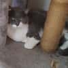 MINETTE