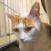 FRANKENWEENIE