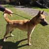 FANJAN malinois