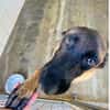 HYROX MALINOIS