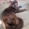 NOBARA ADOPTABLE AVEC UN CHAT DÉJÀ PRÉSENT CHEZ VOUS