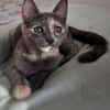 NOBARA ADOPTABLE AVEC UN CHAT DÉJÀ PRÉSENT CHEZ VOUS