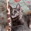 NOBARA ADOPTABLE AVEC UN CHAT DÉJÀ PRÉSENT CHEZ VOUS