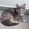 NOBARA ADOPTABLE AVEC UN CHAT DÉJÀ PRÉSENT CHEZ VOUS