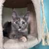 NOBARA ADOPTABLE AVEC UN CHAT DÉJÀ PRÉSENT CHEZ VOUS