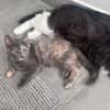 NOBARA ADOPTABLE AVEC UN CHAT DÉJÀ PRÉSENT CHEZ VOUS