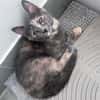 NOBARA ADOPTABLE AVEC UN CHAT DÉJÀ PRÉSENT CHEZ VOUS