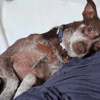 Benji